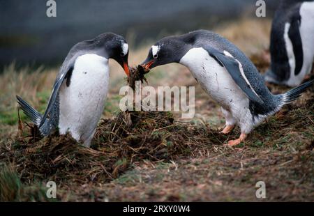 Gentoo Pinguine (Pygoscelis papua), Paar bauen ein Nest, Stromness, Südgeorgien Stockfoto