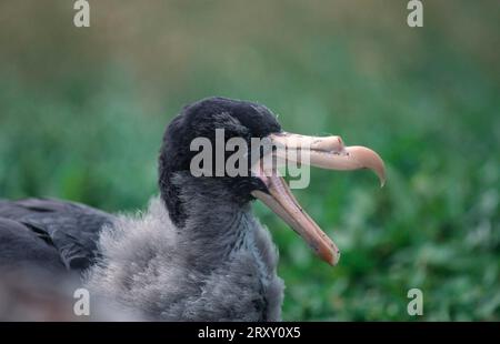 Junge Nordriesenfalken (Macronectes halli), Auckland Islands, Neuseeland Stockfoto