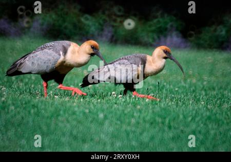 Buff-Neck Ibis (Theristicus caudatus), Patagonien, Argentinien Stockfoto