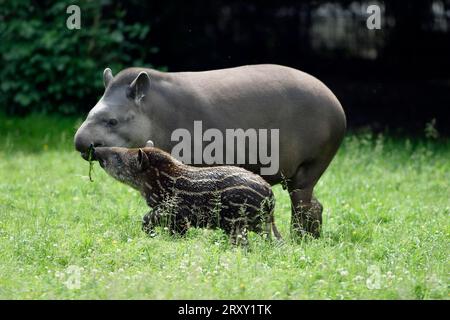 Tieflandtapir (Tapirus terrestris) mit jung, seitwärts Stockfoto