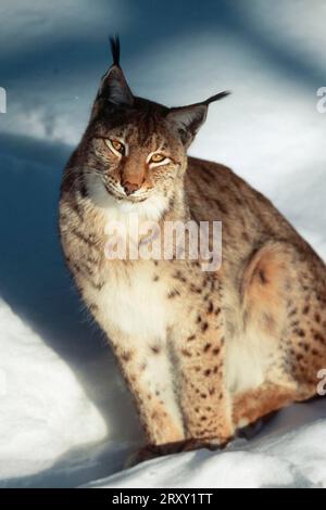 Europäischer Lynx (Lynx lynx) im Winter (Felis lynx) Stockfoto