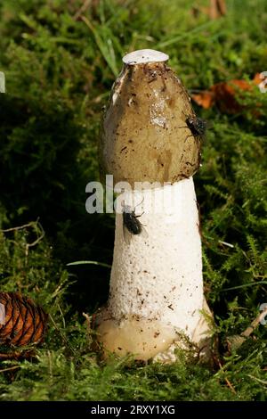 Fliegen auf Stinkhorn, Schleswig-Holstein, Deutschland (Phallus impudicus) Stockfoto