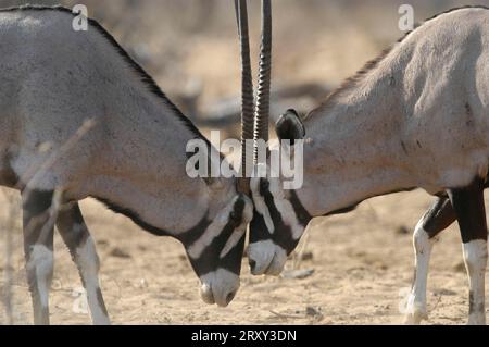 Gemsboks (Oryx gazella), Oryx-Antilopen, Kampf, Etosha-Nationalpark, Antilope, Kampf, Etosha-Nationalpark, Namibia Stockfoto