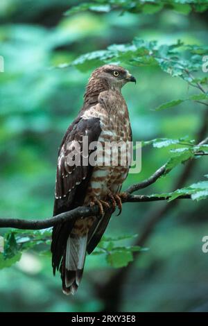 Westlicher Honigbussard (Pernis apivorus) Stockfoto