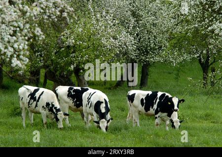 Hausrinder, Kühe auf Wiesen, Hessen, Kühe, Kühe, Deutschland Stockfoto