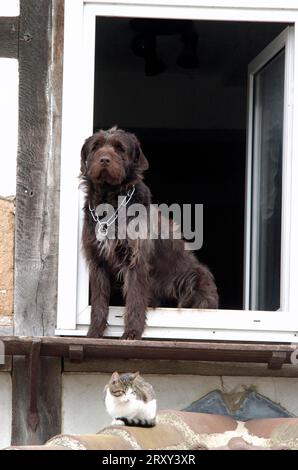 Deutscher Drahthaarzeigender Hund und Hauskatze am offenen Fenster, Hessen, Deutschland, Deutscher Drahthaarzeigender Hund und Hauskatze am offenen Fenster Stockfoto