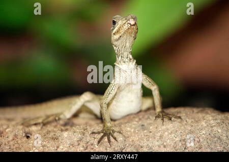 Webers Segelflosseneidechse (Hydrosaurus), Molukkische Seeeidechse Weberi, Webers Seelenfischeidechse Stockfoto