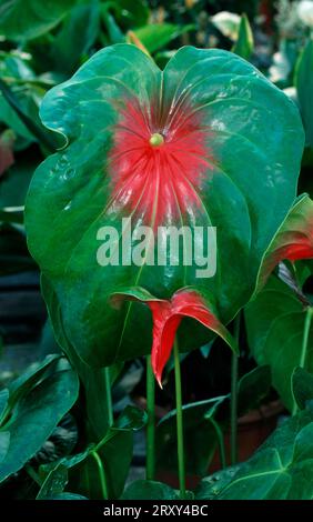 Flamingo (Liste der Anthurium-Arten) Blume, große Flamingoblume, Flamingolilie, Familie Aroids (Araceae), Zierpflanzen, Zierpflanzen Stockfoto