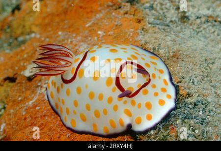 Gelbgepunktete Meeresschlaufe, Rotes Meer (Chromodoris godeffroyana), Weichtiere Stockfoto