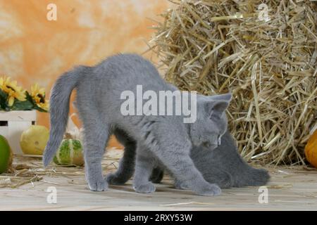 Britisch Kurzhaarkatze, Kätzchen, blau, Rücken bogend, Britisch Kurzhaarkatze, Kätzchen, blau, Buckel machen, Kartäuser, Kartäuser, innen Stockfoto