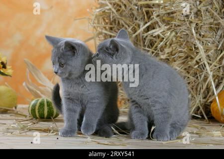 Britisch Kurzhaarkatzen, Kätzchen, Blau, Kartäuser, Charterhauskatzen, British Shorthair, BKH Stockfoto