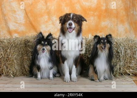 Shelties und Australian Shepherd, Shetland Sheepdog Stockfoto