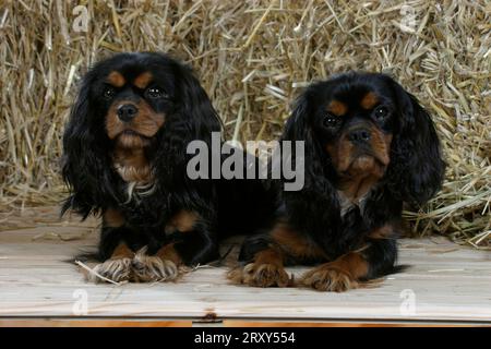 Kavalier König Charles Spaniel, Paar, schwarz-braun Stockfoto