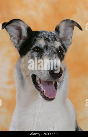 Glatte Collie Stockfoto