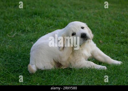 Golden Retriever, Welpen, 7 Wochen Stockfoto