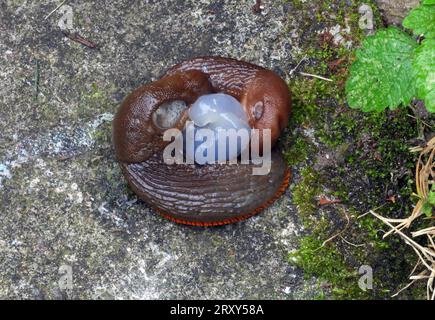 Red Slug (Arion ater rufus) Paarung Eccles-on-Sea, Norfolk, UK. September Stockfoto