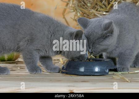 Britisch Kurzhaarkatzen, Kätzchen, Blau, Kartäuser, Cartoon-Katze, British Shorthair, BKH, Feeder Stockfoto