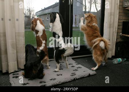 Cavalier King Charles Spaniel und Mischling bellen an der Terrassentür Stockfoto