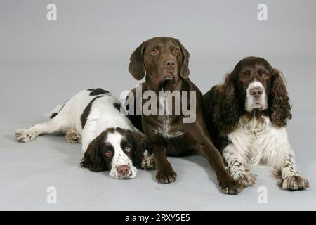 Deutscher Kurzhaarzeiger und englischer Springer Spaniel mit Welpe, deutscher Kurzhaarzeiger und englischer Springer Spaniel mit Welpe, Deutsch Stockfoto