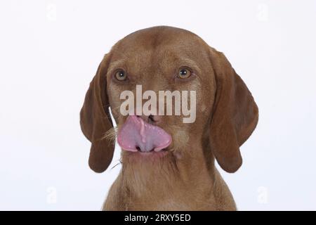 Ungarischer Wirehaired Pointing Dog, Magyar Vizsla, Zunge Stockfoto