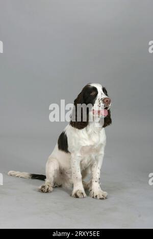 English Springer Spaniel, Welpe, 6 Monate Stockfoto
