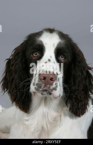 English Springer Spaniel, Welpe, 6 Monate Stockfoto