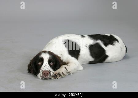 English Springer Spaniel, Welpe, 6 Monate Stockfoto