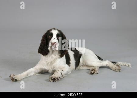 English Springer Spaniel, Welpe, 6 Monate Stockfoto