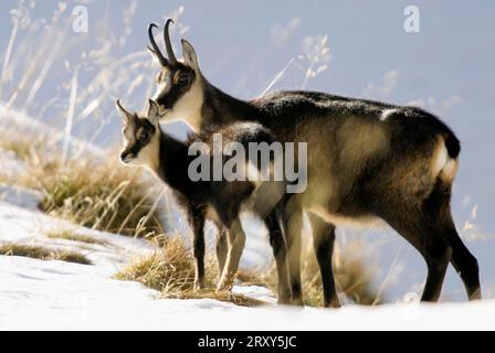 Chamois (Rupicapra rupicapra) mit Kind Stockfoto