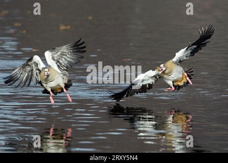 Ägyptische Gänse (Alopochen Aegyptiacus) Stockfoto