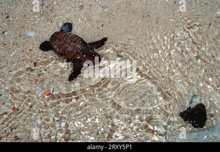 Karettschildkröte, frisch geschlüpfte junge Menschen auf dem Weg zum Meer, Sipadan, Malysia (Eretmochelys imbricata) Stockfoto