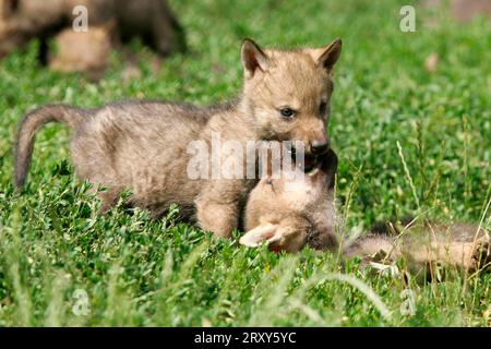 Wölfe, Jungtiere (Canis Lupus), Jungtiere Stockfoto