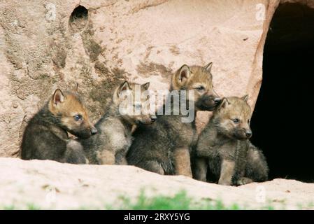 Wölfe, Jungtiere (Canis Lupus), Jungtiere Stockfoto