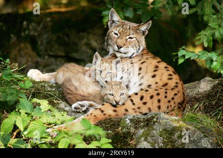 Eurasischer (Felis lynx) Luchs (Lynx lynx), weiblich und jung, europäischer Luchs, jung Stockfoto