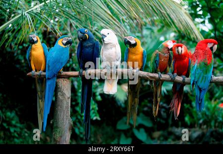 Blauara (Ara ararauna), Grünflügelara (Ara chloroptera), Hyazinthenara (Anodorhynchus hyacinthinus), Rosen-Cockatoo Stockfoto