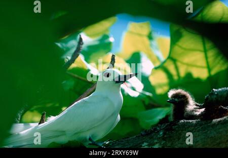 Feenseeschwalbe mit Küken, Vogelinsel, Seychellen (Gygis alba monte), Feenseeschwalbe mit Kueken, Vogelinsel, Seychellen Seeschwalbe, Seeschwalben Stockfoto