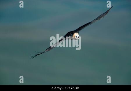 Bartgeier (Gypaetus barbatus), Giants Castle Reserve, Südafrika, Bartgeier, Giant's Castle Reserve, Suedafrika, Laemmergeier, freistellbar Stockfoto