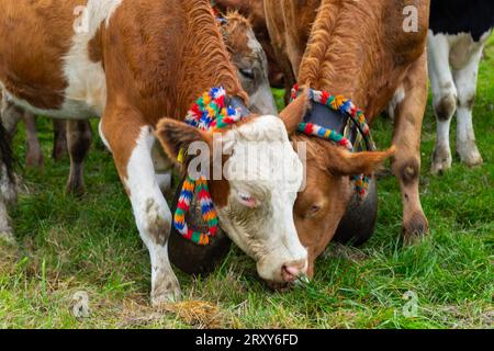 Almrinder mit Kuhglocken, Hausrinder (Bos taurus), Weide, Viehtrieb, Wertach, Allgaeu Alpen, Bayern, Deutschland Stockfoto