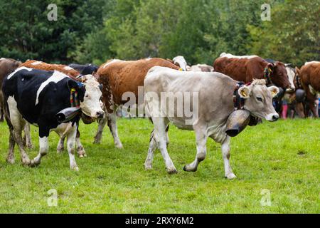 Almrinder mit Kuhglocken, Hausrinder (Bos taurus), Weide, Viehtrieb, Wertach, Allgaeu Alpen, Bayern, Deutschland Stockfoto