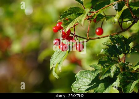 Rote Früchte des Schneeballs Stockfoto