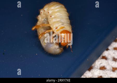 Melolontha melolontha Familie Scarabaeidae Gattung Melolontha gemeiner Schwanzflosser Maybug Maybeetle Doodlebog Larve Wildnis Insektenfotografie, Bild, Stockfoto