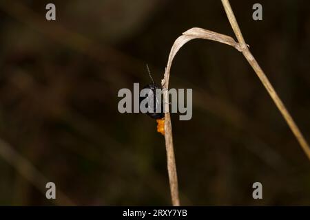 Galeruca tanaceti Familie Chrysomelidae Gattung Galeruca Schwarzer Blattkäfer wilde Natur Insektenfotografie, Bild, Tapete Stockfoto