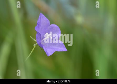 Pfirsichblättrige Glockenblume - Campanula persicifolia Stockfoto