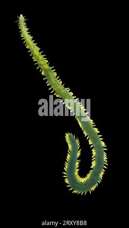 Greenleaf Wurm - Eulalia viridis Stockfoto