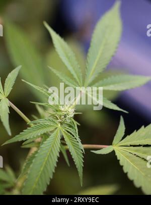 Blauer Gorilla Haschisch kleine Pflanze in Woche 5 der blühenden Outdoor-Anbau Hintergrund von Cannabis Marihuana Knospen Nahaufnahme Shot Blätter auf medizinischem Unkraut Hanf b Stockfoto