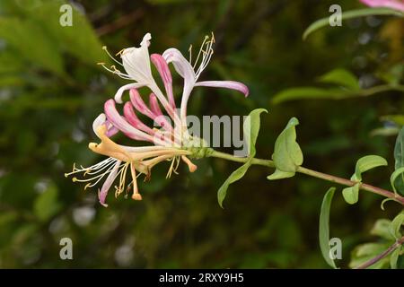 Gartenhingucker - Lonicera x italica Stockfoto