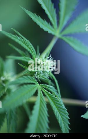 Blauer Gorilla Haschisch kleine Pflanze in Woche 5 der blühenden Outdoor wachsen Hintergrund von Cannabis Marihuana Knospen Nahaufnahme Schuss Blätter auf medizinischem Unkraut Hanf Stockfoto