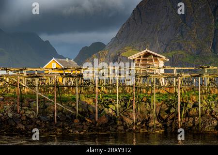 Aus nächster Nähe sehen Sie die Fischgestelle auf der Insel Lofoten, wo die Sonne ein warmes gelbes Licht auf sie wirft. Dahinter eine majestätische Bergkette und eine Betäubung Stockfoto