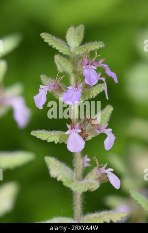 Water Germander - Teucrium scordium Stockfoto