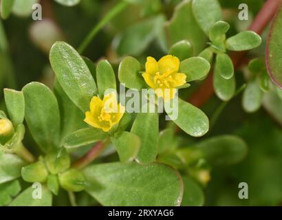 Purslane - Portulaca oleracea Stockfoto